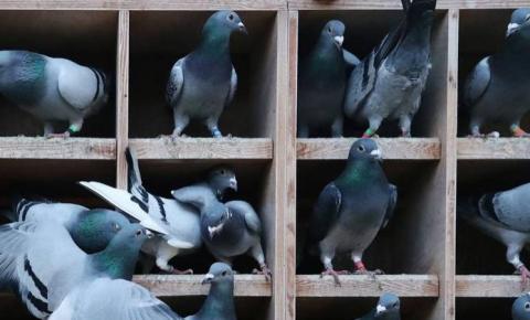 China soltou milhares de pássaros criados em laboratório, no mar? veja vídeo