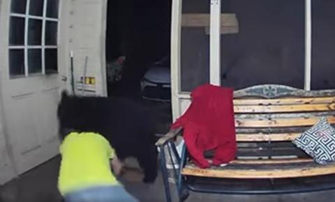 Homem luta com urso que invadiu a casa dele e salva cães; vídeo